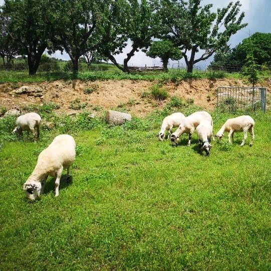 Ja tenim les ovelles vestides per la calor! #montpol #lladurs #solsonès #viulanatura #catalunyaexperience#aralleida #turismeruralsolsones