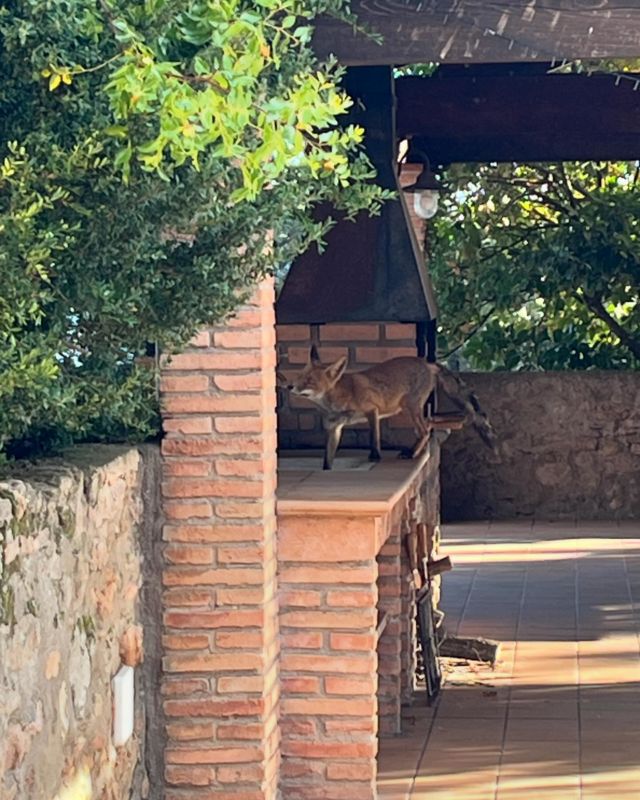 La guineu ens ha vingut a visitar! #turismeruralsolsones #turismerural #natura #plademontpol #montpol #lladurs #lescasesdelplademontpol #bestioles #slowlife