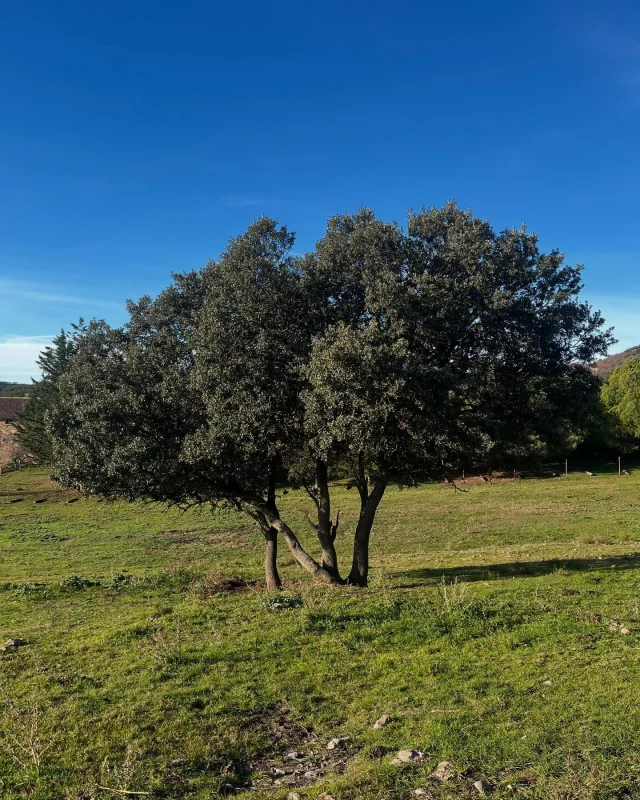 Fa fred, però el sol ens escalfa i reconforta ☀️ #natura #montpol #lladurs #turismeruralsolsonès #turismesolsonès