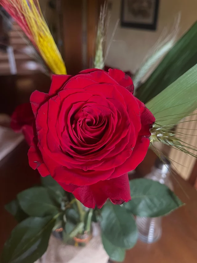 Feliç dia de Sant Jordi 🌹📚